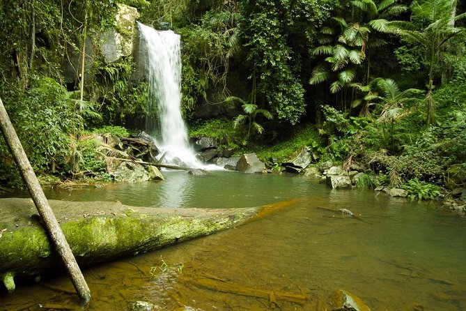 Mount Tamborine Wine Tasting Tour From Brisbane or the Gold Coast - Tour Details and Highlights