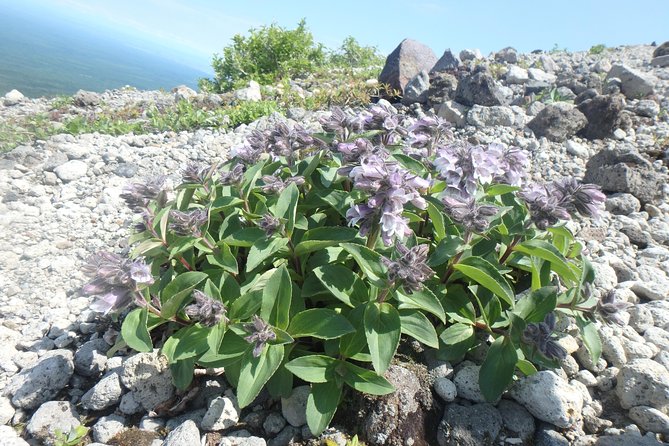 Mount Tarumae Hiking Day Trip - Essential Hiking Gear