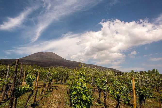Mount Vesuvio Organic Wine Tasting & Lunch With Transfer From Amalfi Coast - Experience Details