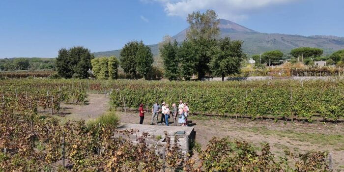 Mount Vesuvius: 5 Wine Tastings With Tour & Lunch Included - Accessibility and Meeting Information