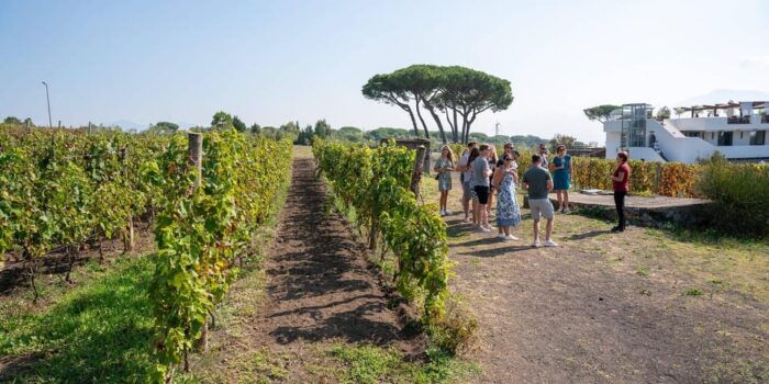 Mount Vesuvius: 5 Wine Tastings With Tour & Lunch Included - Frequently Asked Questions