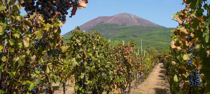 Mount Vesuvius Tour Plus Winery Lunch  - Sorrento - Tour Details