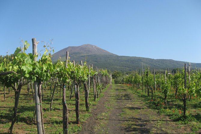 Mount Vesuvius Tour Plus Winery Lunch  - Sorrento - Additional Information