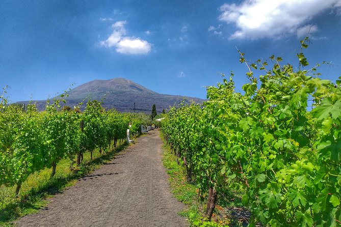Mount Vesuvius Tour Plus Winery Lunch  - Sorrento - Traveler Reviews
