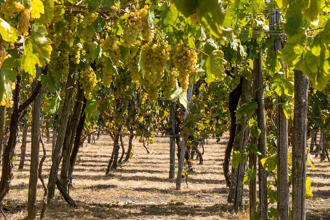 Mount Vesuvius Tour Plus Winery Lunch  - Sorrento - Directions