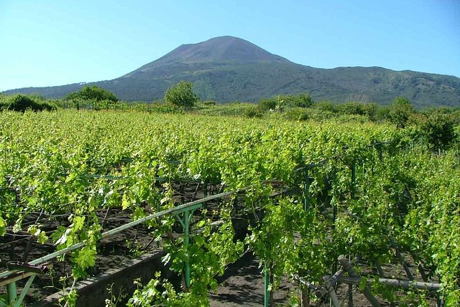 Mount Vesuvius Tour Plus Winery Lunch  - Sorrento - The Sum Up