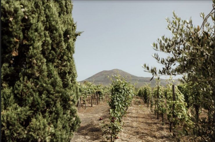 Mount Vesuvius: Vineyard Tour With Wine Tasting and Lunch - Experience Highlights
