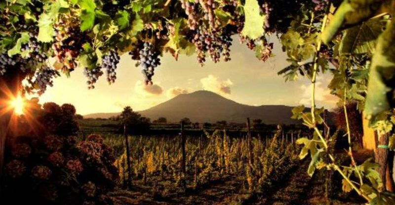 Mount Vesuvius Wine Tasting and Lunch From Pompeii - Itinerary Details