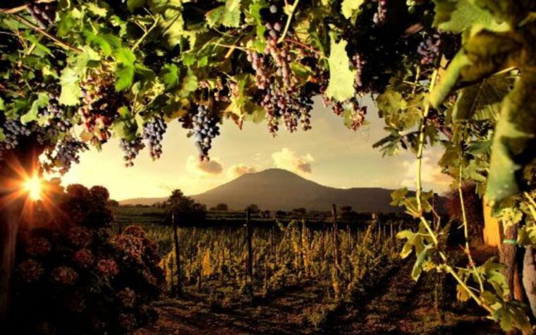 Mount Vesuvius Wine Tasting and Lunch From Pompeii - Transportation Information