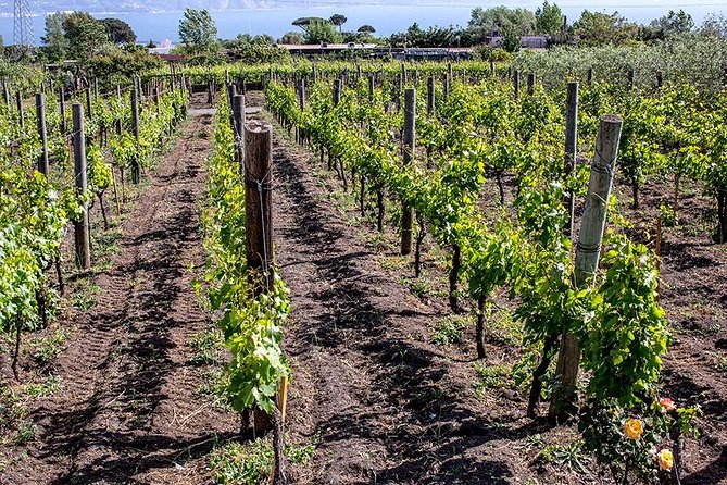 Mount Vesuvius & Wine Tasting With Lunch Private Tour From Sorrento Coast - Accessibility Information