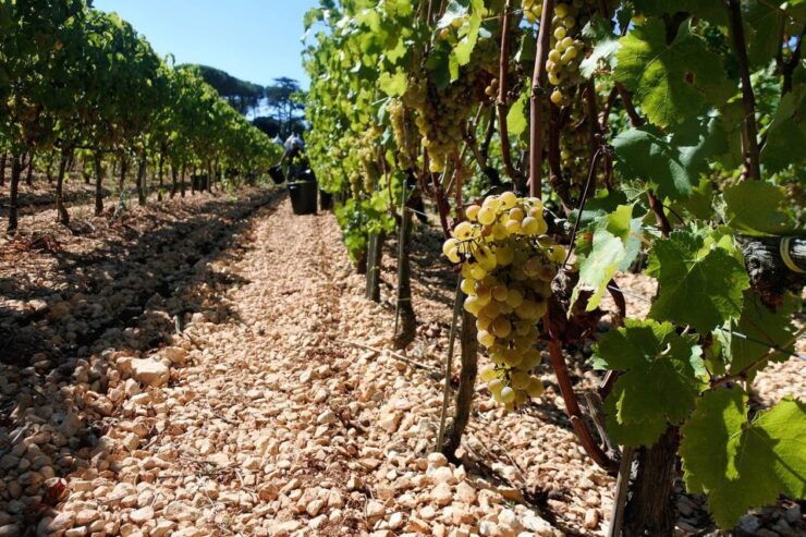 Mount Vesuvius Wine Tour With Tastings and Lunch - Booking Information