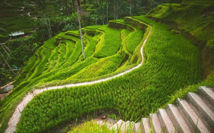 Mount Volcano Bali Trekking With Rice Terraces and Swing - Key Points