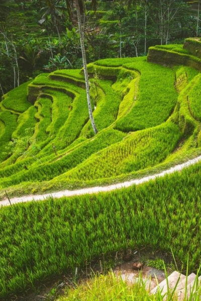 Mount Volcano Bali Trekking With Rice Terraces and Swing - Booking Your Trekking Experience