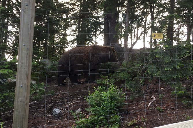 Mountain Adventure (Grouse Mountain and Capilano Suspension Bridge) - Directions and How to Get There