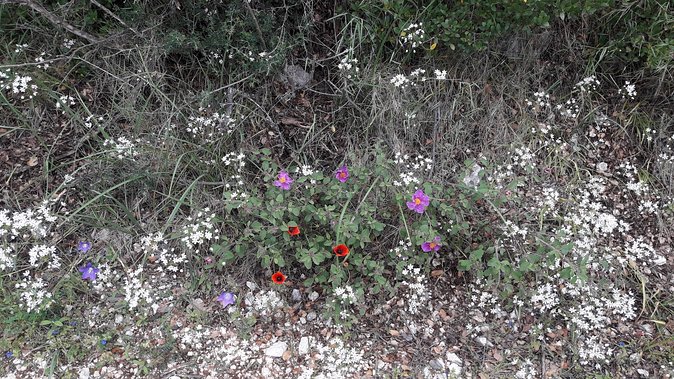 Mountain Biking in Corfu, Greece - Hiking and Scenic Scent