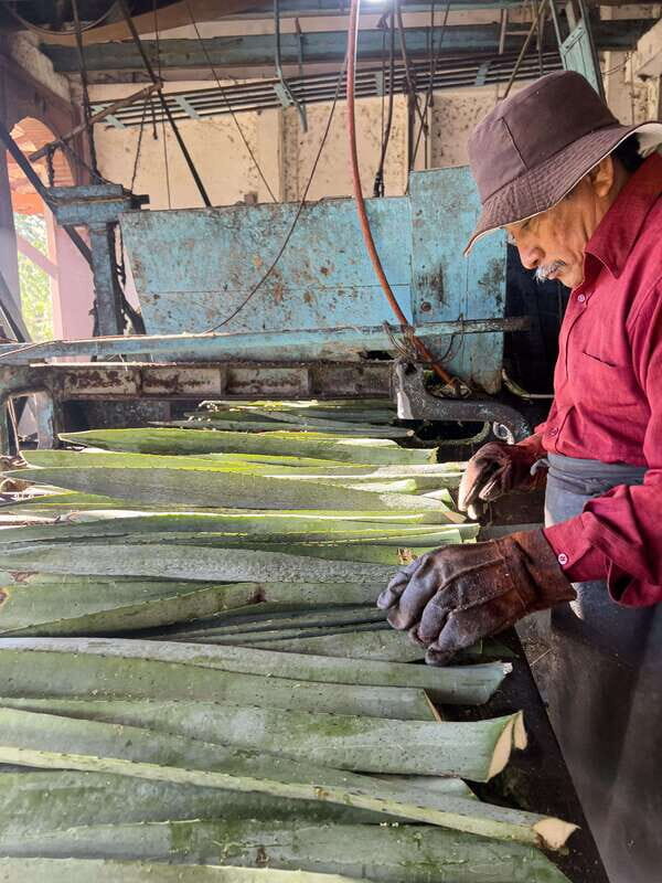 Mountain Biking in the Mayan Jungle / Visit Cenotes / Hacienda - The Guide and Support