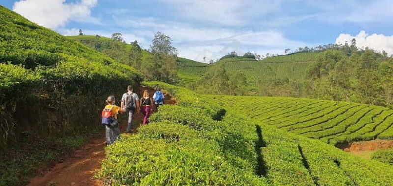 Mountain hiking in Munnar (Half day ) - The Sum Up