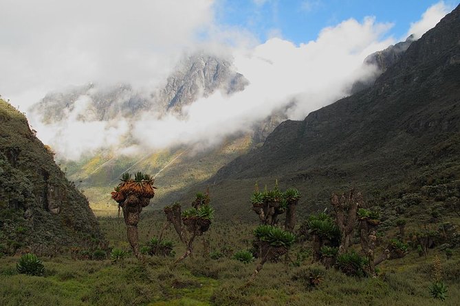 Mountain Rwenzori Trekking Uganda 9 Day Safari - Guided Tour Information