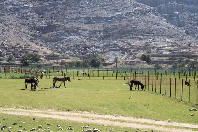 Mountain Safari in Jebel Harim - Schedule and Logistics