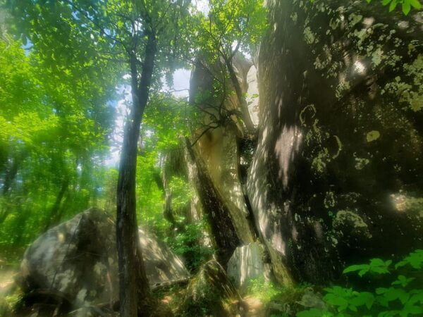 Mountain Train Experience Hiking & Mystic Forest (From Nice) - Customer Feedback and Ratings