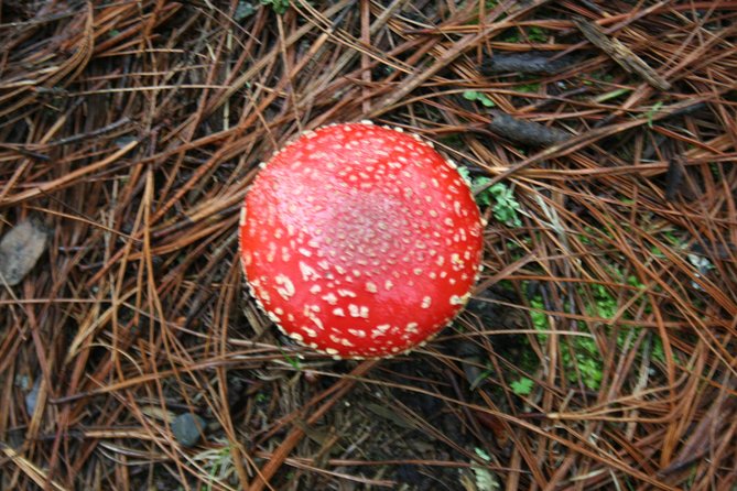 Mountaineering Malinche (4,460 Meters) - Mountaineering Malinche: An Overview