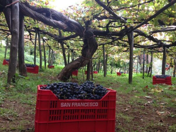Mountains and Vineyards: the Secrets of the Coast in Calesse - Booking Details for Hassle-Free Reservations