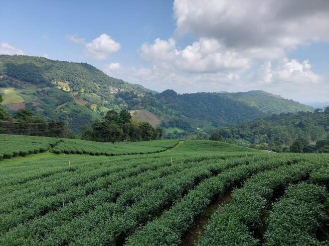Mountains Discovery:Doi Mae Salong & Doi Tung (Private Tour) - Doi Tung Royal Villa