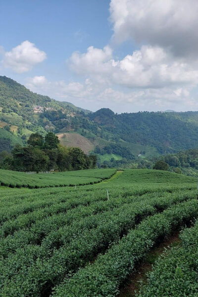 Mountains Discovery:Doi Mae Salong & Doi Tung (Private Tour) - Customer Feedback