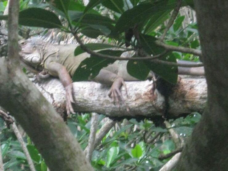 Mouthpiece: Amazing Birds and Mangrove Water - Tour Details