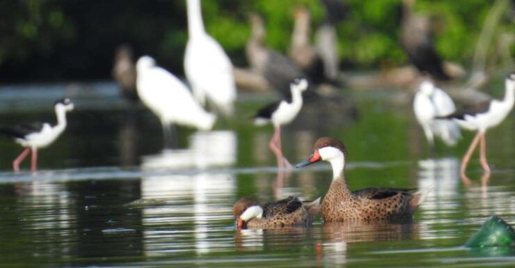 Mouthpiece: Amazing Birds and Mangrove Water - Tour Inclusions