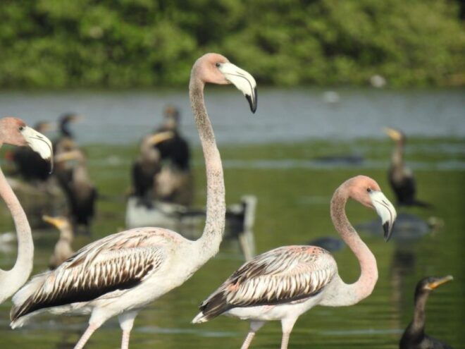 Mouthpiece: Amazing Birds and Mangrove Water - Booking Information