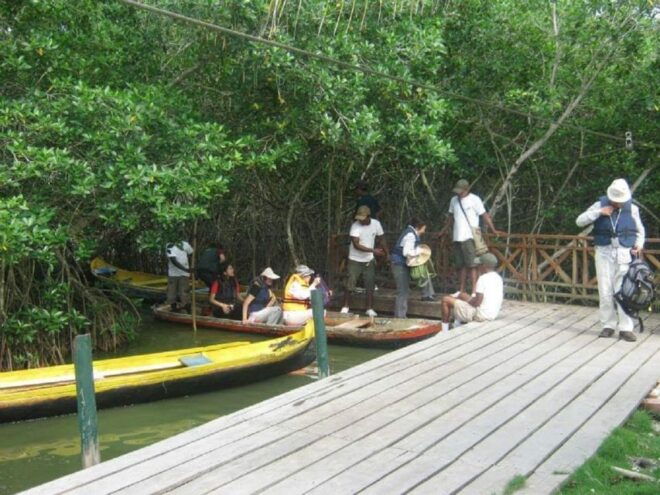 Mouthpiece: Amazing Birds and Mangrove Water - Additional Info