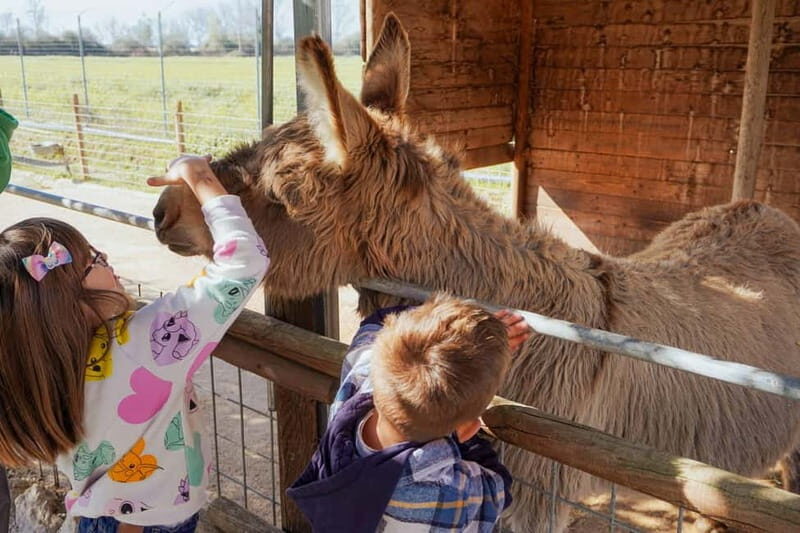 Mozzarella experience: discovering the art of cheese making - Good To Know
