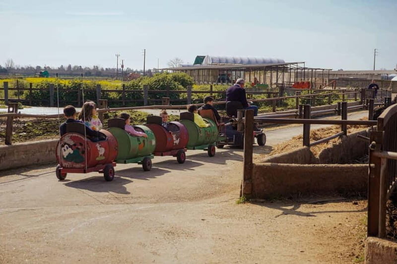 Mozzarella experience: discovering the art of cheese making - An In-Depth Look at the Mozzarella Experience in Campania