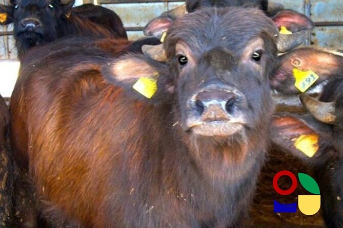 Mozzarella Experience in Paestum - Additional Details and Accessibility Information