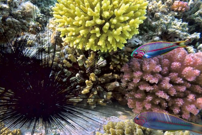 Mr. Tu Snorkel Day Trip to Koh Nangyuan & Koh Tao by Speed Boat From Koh Samui - Pickup Points