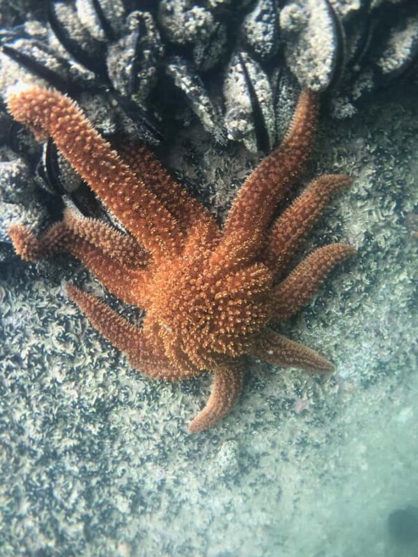 Mrahau: Abel Tasman Marine Reserve Kayak Tour - Good To Know