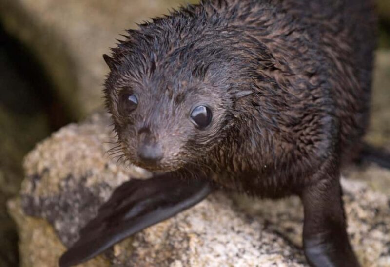 Mrahau: Abel Tasman Marine Reserve Kayak Tour - Who Will Love This Tour?