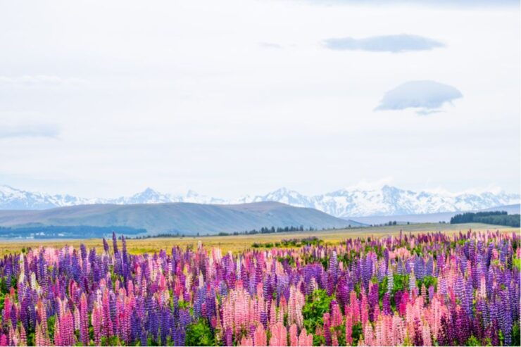 Mt. Cook Day-Tour: Christchurch to Queenstown - Itinerary Overview
