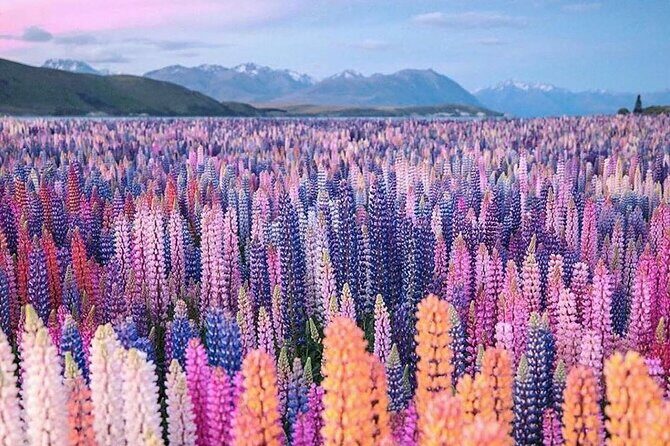 Mt. Cook Full Day Private Tour via Tekapo from Christchurch - The Journey from Christchurch: What to Expect