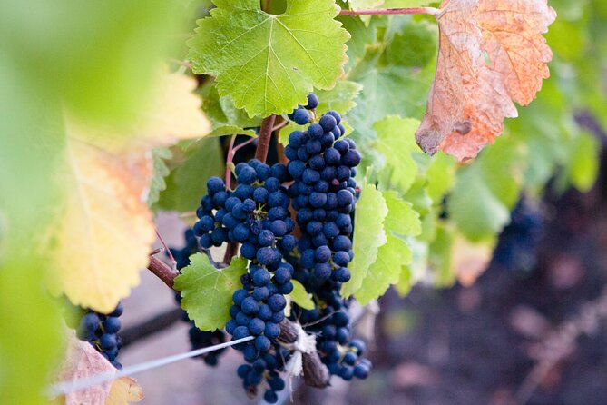 Mt Etna and Wine Tasting Tour From Catania - Pricing and Booking