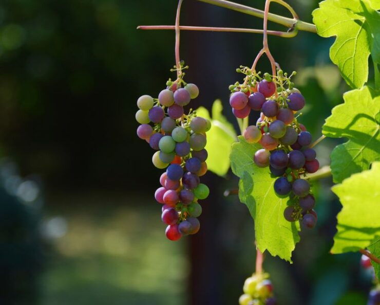 Mt Etna Private Guided Walking Tour With Wine/Oil Tasting - Booking Details