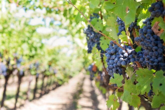 Mt Etna Private Guided Walking Tour With Wine/Oil Tasting - Tour Highlights