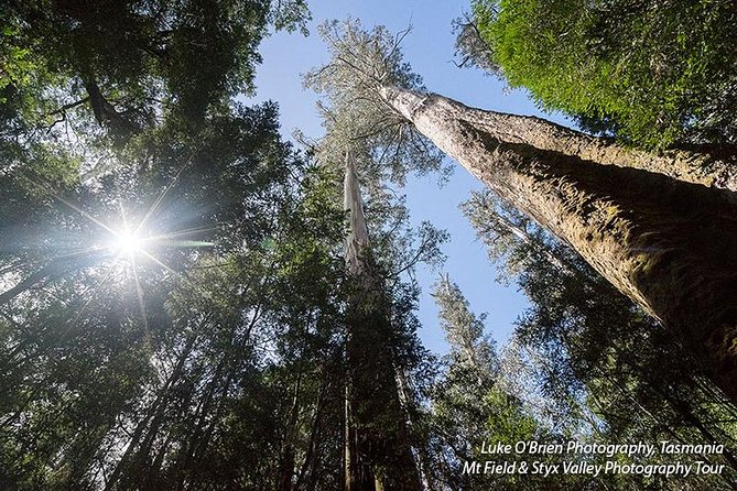 Mt Field and Styx Valley Photography Tour - Pricing and Booking