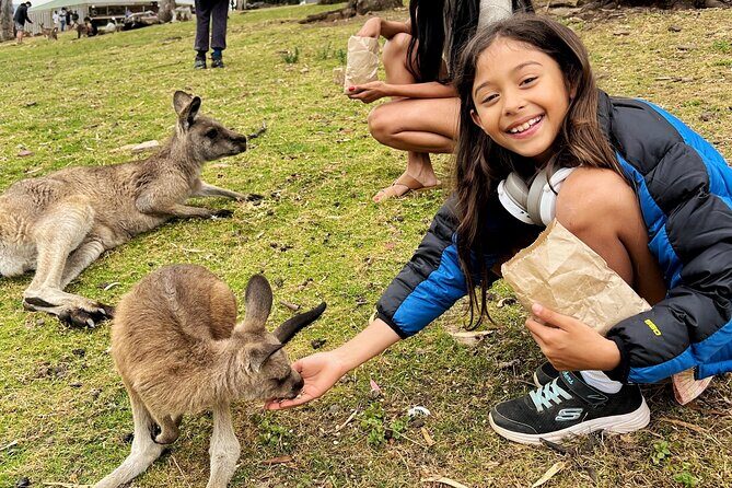 Mt Field National Park and Russell Falls with Bonorong Wildlife - Who Will Love This Tour?