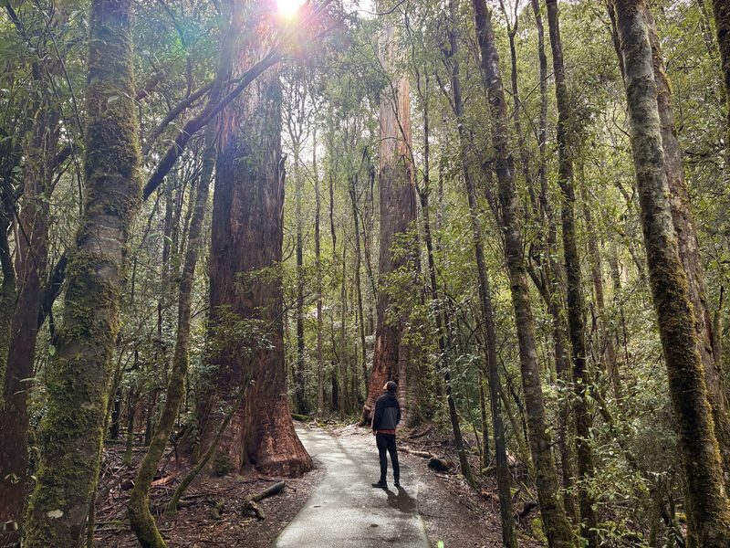 Mt Field National Park, Bonorong Wildlife & Mt. Wellington summit - Meet Tasmania’s native animals at Bonorong