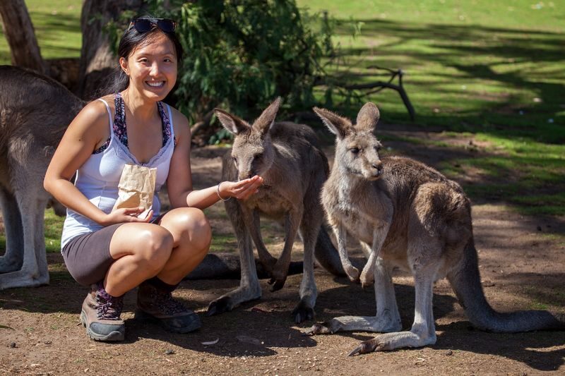 Mt Field National Park, Bonorong Wildlife & Mt. Wellington summit - Take in the view from kunanyi/Mt Wellington