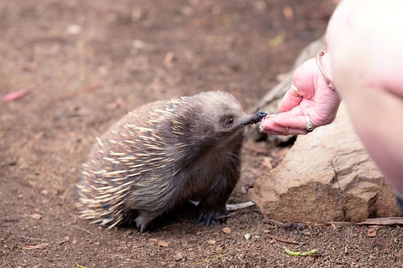 Mt Field National Park, Bonorong Wildlife & Mt. Wellington summit - Who will enjoy this trip most
