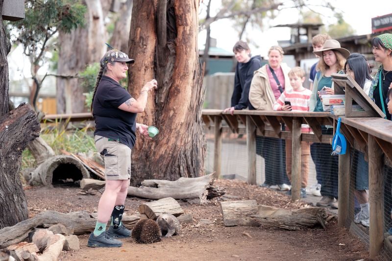 Mt Field National Park, Bonorong Wildlife & Mt. Wellington summit - Practical details before you book