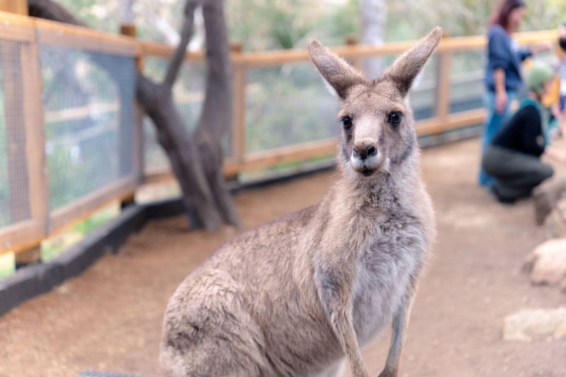 Mt Field National Park, Bonorong Wildlife & Mt. Wellington summit - Should you book this Mt Field day tour?